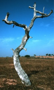 A dead Ironwood tree in Senegal
