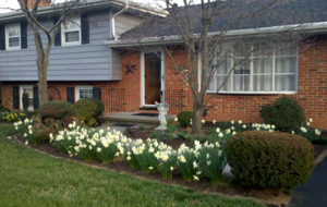 Daffodils in bloom