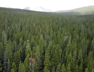 Photo of a healthy pine forest