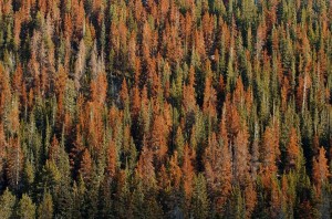 Photo of a beetle-affected pine forest