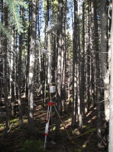 Photo of a pyranometer sensor under the tree canopy