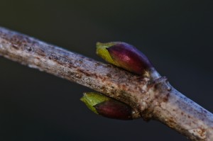 Snowball Shrub_Budburst_March 10 2012-7519