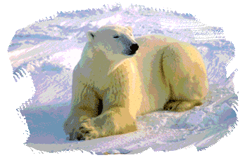 Polar Bear