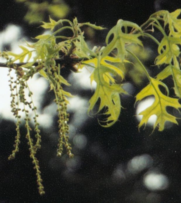 Flowering oak tree