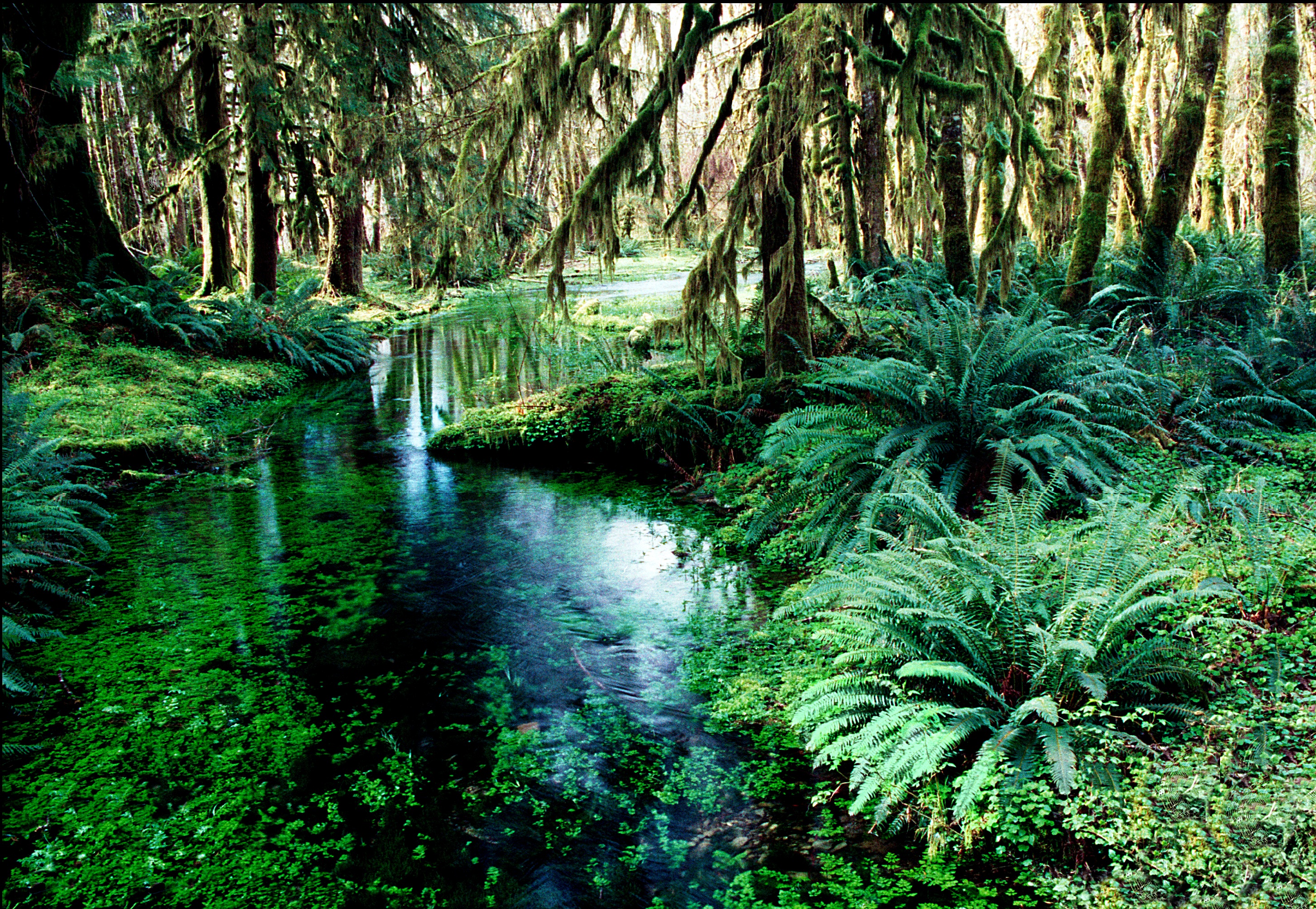 Photo of rainforest with a stream running through it.