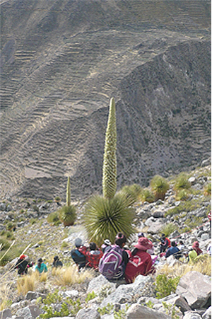 Puya Raimundi cactus