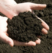 Hands holding dark soil.