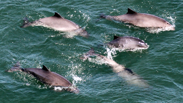 Harbor porpoises