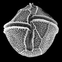 Picture of Lingulodinium polyedrum