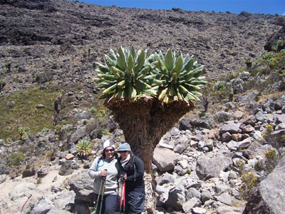  The Senecio tree is one type of vegetation unique to Mt. Kilimanjaro