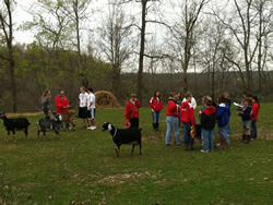 people and goats