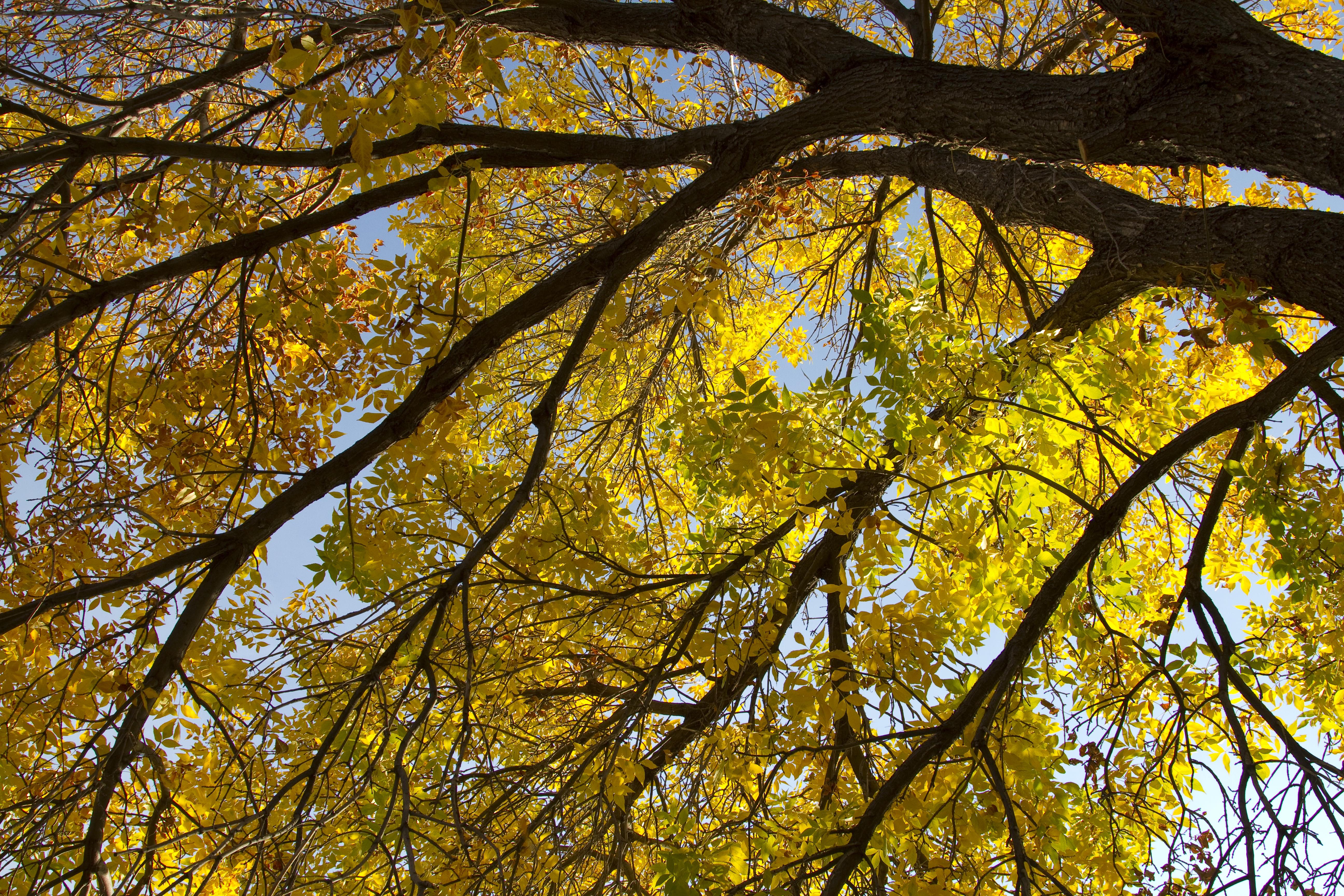 Photo of tree leaves turning color in autumn.