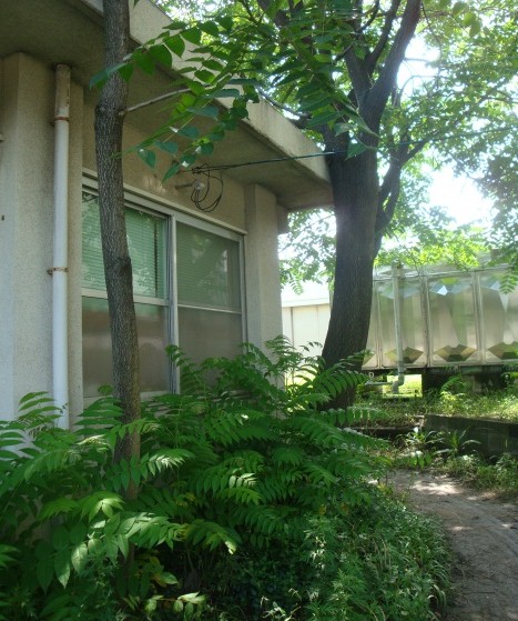 A mature Ailanthus tree and naturally growing seedlings on the campus of Kyushu University, Japan.