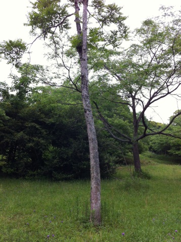 An Ailanthus tree that was artificially planted on a demonstration forest of Kyushu University.