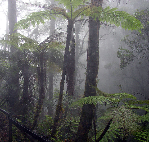 Cloud Forest located in Mount Kinabalu, Borneo Photo Credit: Nep Grower