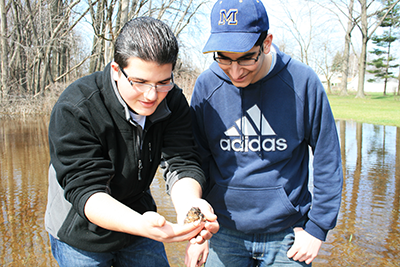 Observing Bufo americanus (the American toad)