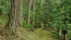 Alder Creek Community Forest logo