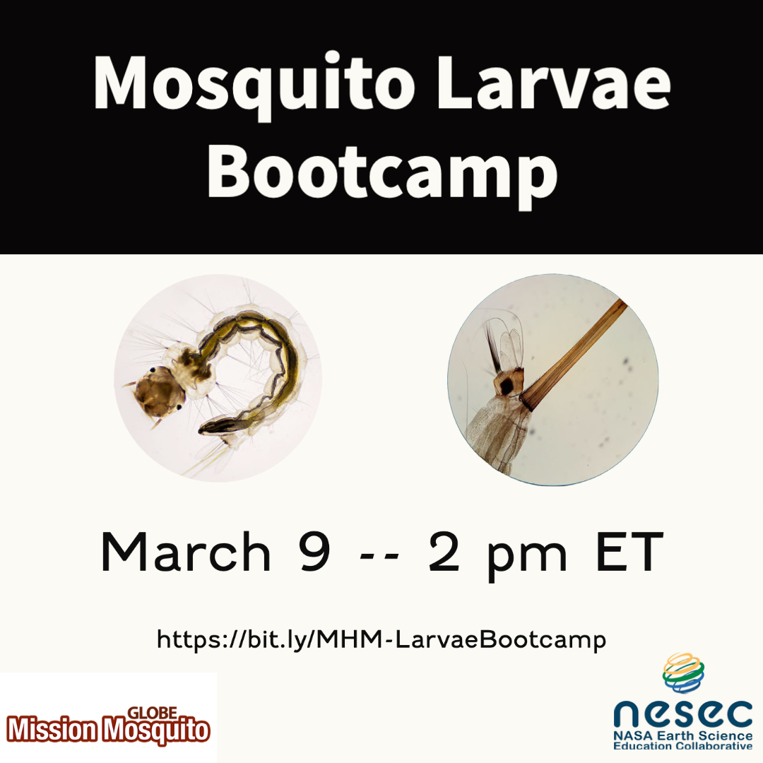 GMM 09 March webinar shareable, showing a larvae