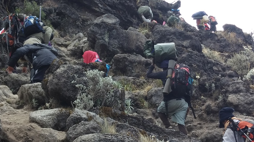 Porters carry large bundles up a mountain.