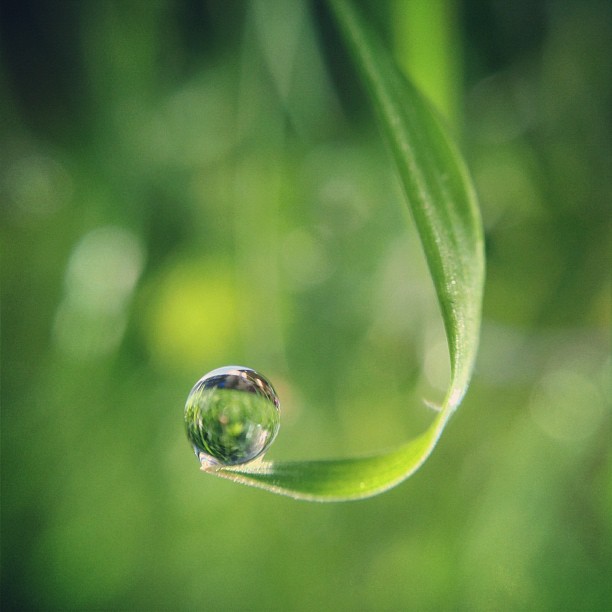 photo of a water droplet on a leaf
