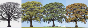 An image of trees throughout the four season.