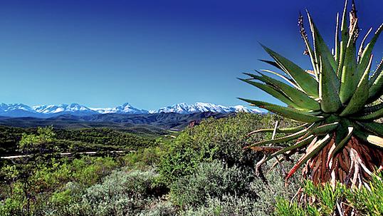 Snow capped mountains with cacti and various foliage. 