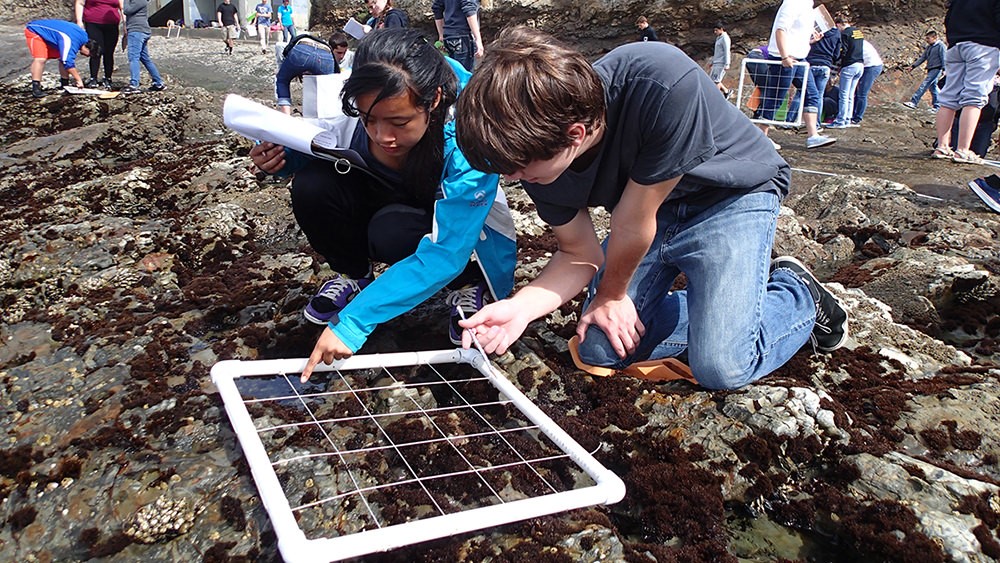 The LiMPETS network provides authentic, hands-on coastal monitoring experiences that empower teachers, students, and the community to conduct real science and serve as ocean stewards. Photo: Jessie Altstatt/NOAA