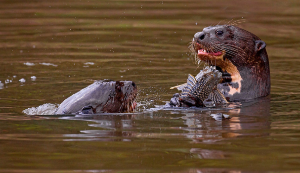 Photo of otters