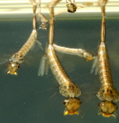 Photo of mosquito larvae