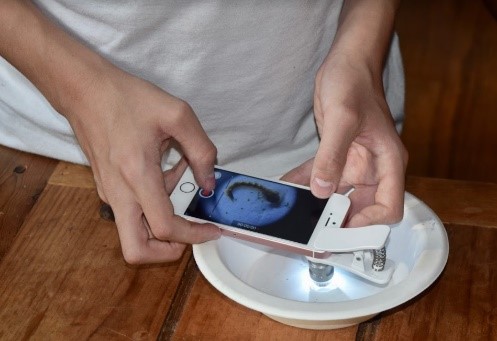 Photo of a person holding a phone, using the GLOBE Observer app, to take an image of larvae