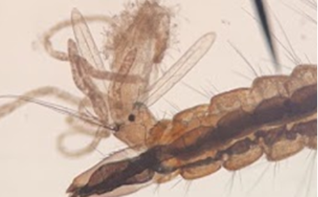A photo of a mosquito larvae