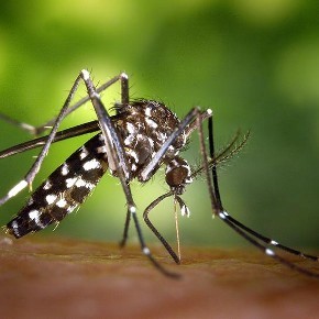 Photo of a Mosquito