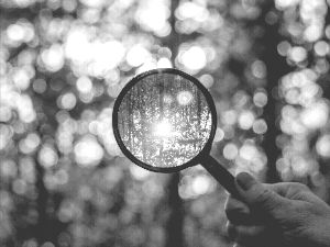 a hand holds a magnifying glass in front of a forest