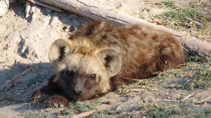 A hyena cub lies down.