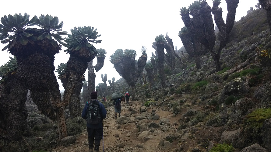 Several people hike through rocky terrain with tall vegetation.