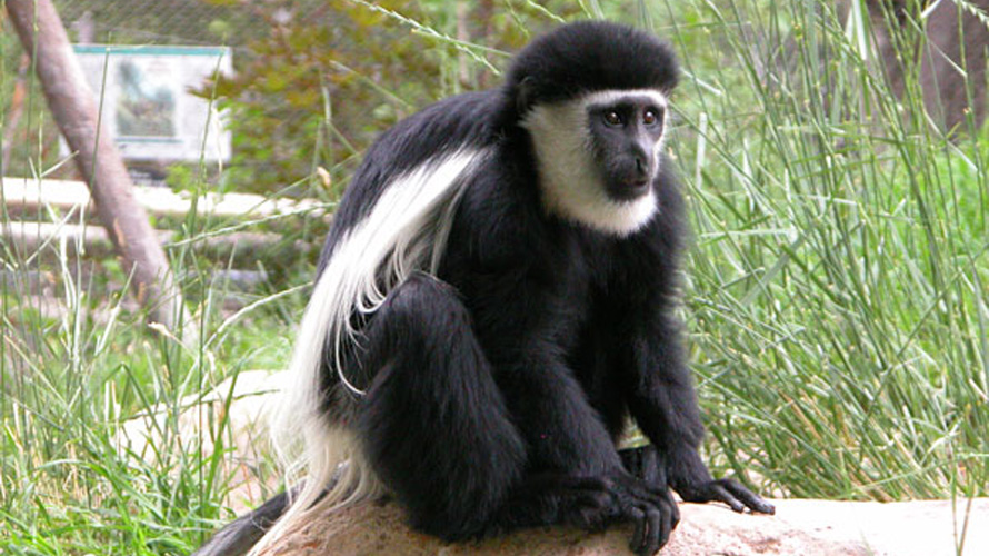 A black and white monkey sits on a rock.
