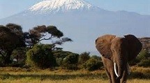 An elephant in front of a snowy mountain.
