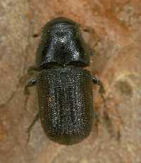 Photo of pine beetle.