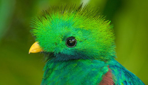 A quetzal - a bird that lives in cloud forest trees 
Photo Credit: Drew Fulton (Canopy in the Clouds)