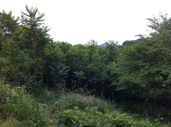 Natural regeneration of tree-of-heaven with plenty of light exposure on an experimental forest in Kyushu, Japan
