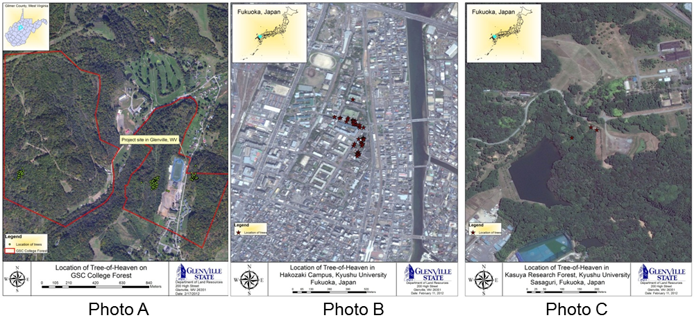 Maps showing the location of tree-of-heaven in Glenville, West Virginia and Fukuoka, Japan.