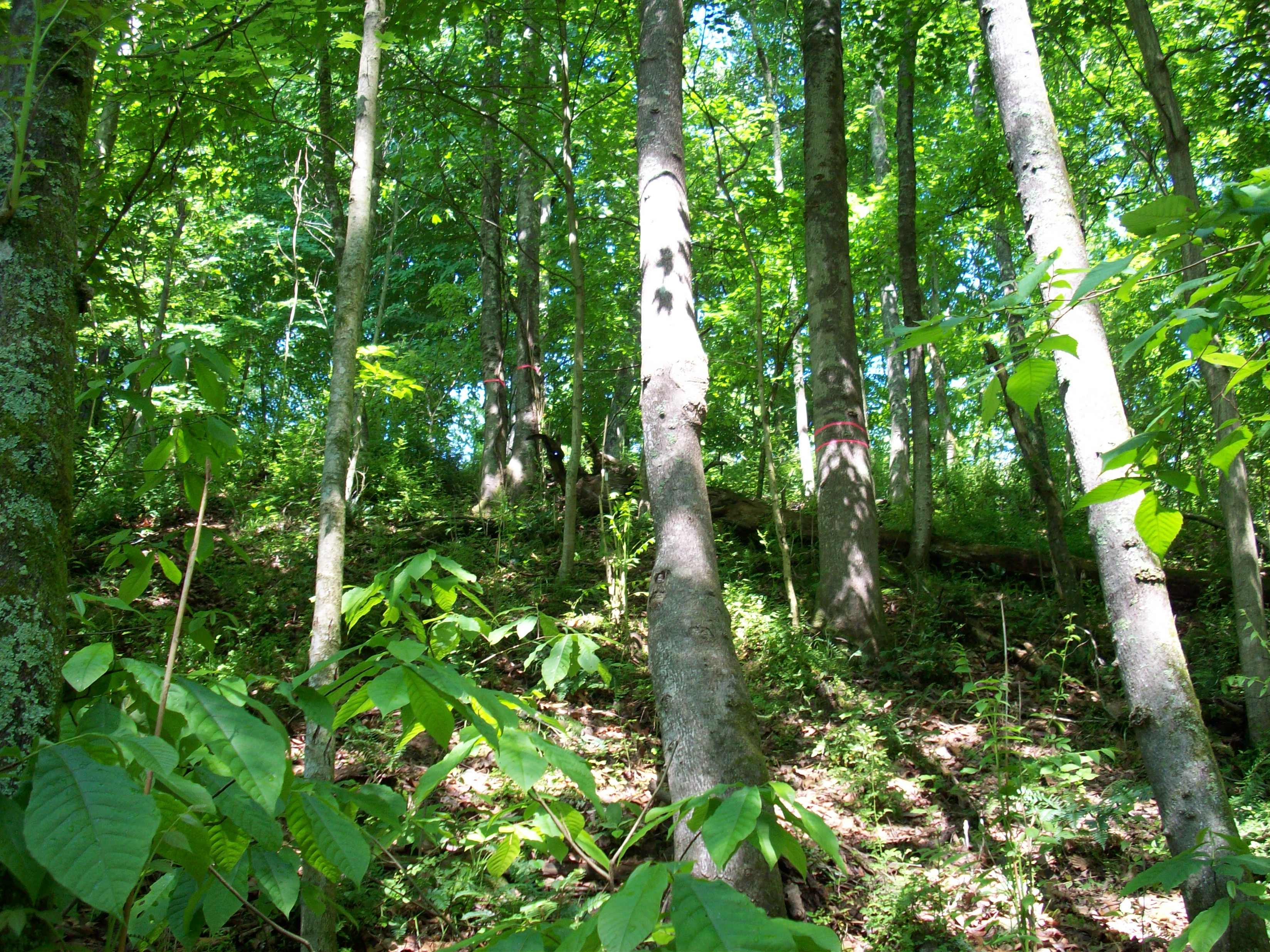 A pure stand of tree-of-heaven in a natural forest in West Virginia